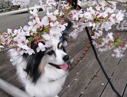 緑道から東工大へ_20110408_129 - コピー