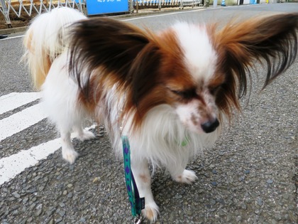 2016(H28)-4-23 ティムの朝散歩 (2)