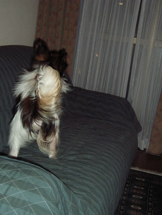 ハイテンション 2