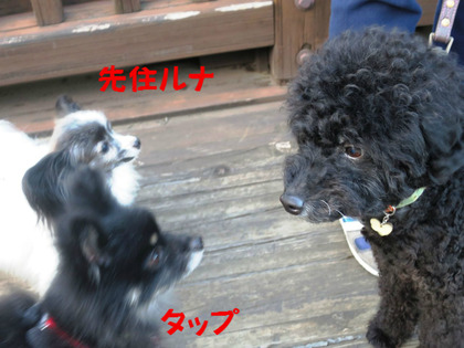 BlogPaint