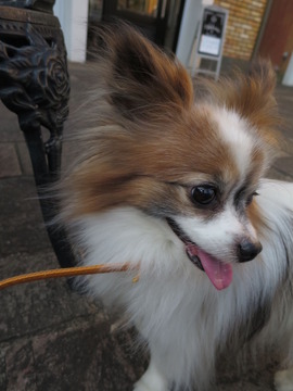 2018(H30)-5-24 ¼«Í³¤¬µÖ¥Ù¥Ë¥¹¤Ø (33)