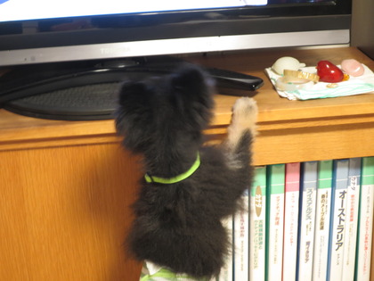 2017(H29)-10-15 ֤󹥤 (3)