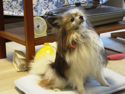 2019(R1)-7-12 ͳ²ÃΤ¤µ¤ó¤ÈÍ·¤Ö (18)