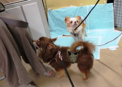 2015(H27)-7-18 巣鴨里親会 (13)