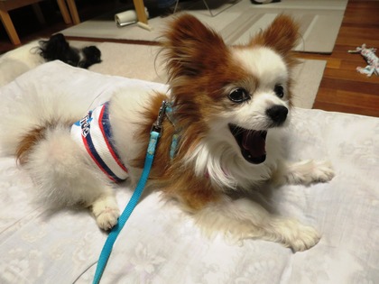 2017(H29)-8-11 ¥³¥í¥óÄ̱¡¤È¥Þ¥°Åоì (3)