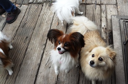 田奈ラン(たいよう母)01