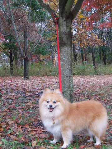 トライアル3・4日目(1)