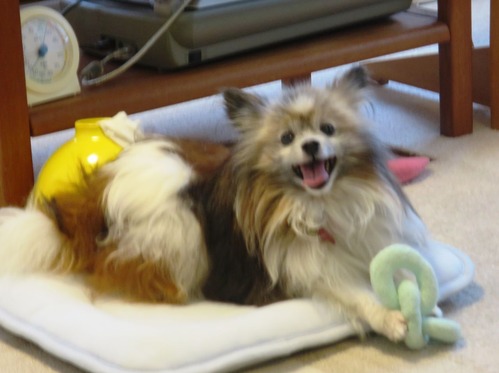 2019(R1)-7-12 ͳ²ÃΤ¤µ¤ó¤ÈÍ·¤Ö (26)