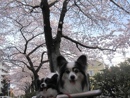 桜並木