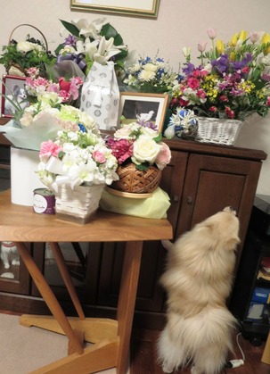 2017(H29)-3-21 ロビン永眠 No (46)