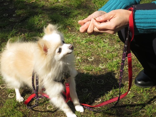 2020(R2)-4-24 ロージィお見合い(パーシモンセンター) (1)