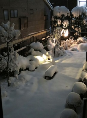 2014-2-15 今年二度目の大雪に (2)