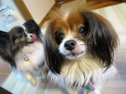 2014-3-14 オヤツはりんご (5)