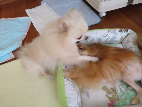 2020(R2)-10-20 今日も大好き❤ (33)