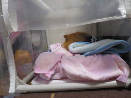 2017(H29)-9-30 �ݥå�����ˬ�� (5)