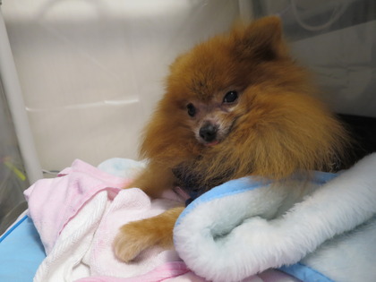 2017(H29)-9-30 �ݥå�����ˬ�� (4)