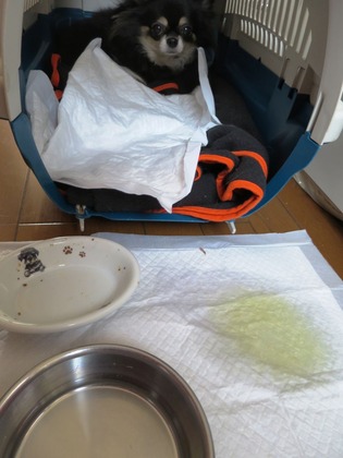 2018(H30)-2-24 退院翌日 (10)