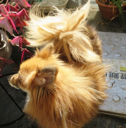 2ÆüÌܤÎÄ« (23)