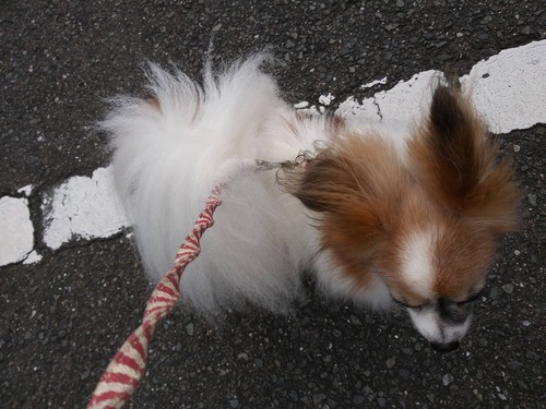 2019(R1)-8-7 �ϥ�Υ��륯�뻶�� (7)