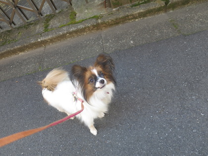 2017(H29)-11-7 ��������ī��4��󥳤Ȼ�ǰ����  (2)