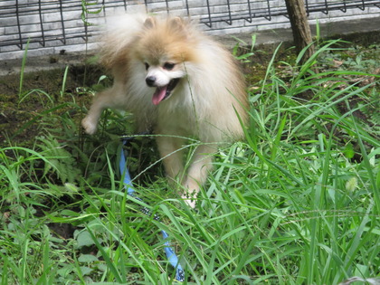 2017(H29)-8-12 ¥â¥µ¥â¥µ¤ÎÄí¤Ç (15)