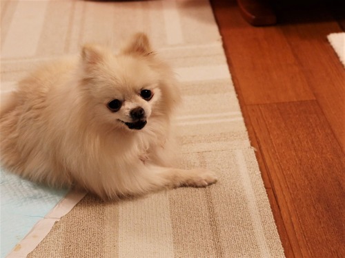 2021(R3)-3-12 ミルキーとトムのワンプロ (10)