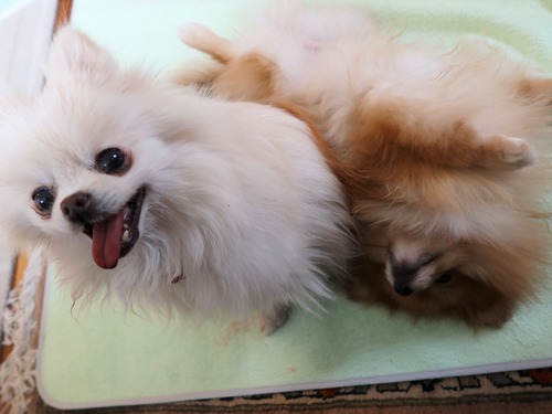 2021(R3)-2-15 苺love (37)