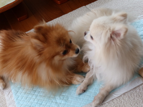 2021(R3)-2-12 �����Υߥ���� (2)