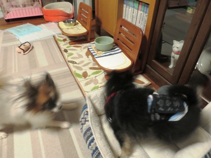 2017(H29)-11-16 ������ֱ�ư�� (17)