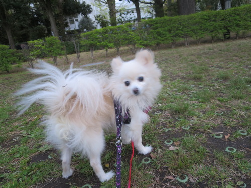 2020(R2)-4-19 パーシモン公園 (24)