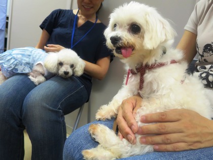 2014(H26)-7-19 ���Τ�Ʋ� (11)