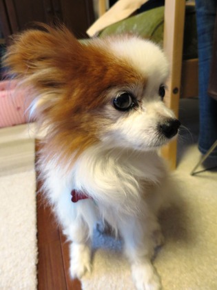 2017(H29)-8-20 ガブの時 (2)