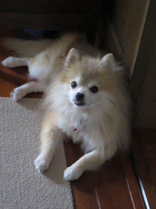 2017(H29)-9-19 �ä������ (3)