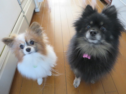 2018(H30)-2-9 ミカン大好き (9)