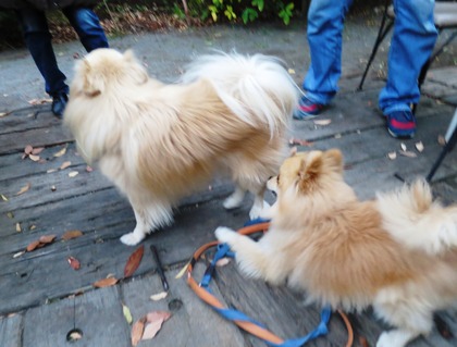 2013-12-8 田奈ラン(ケイトプチオフ会) (83)