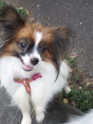 2017(H29)-11-5 �Ƥ��륭���ǥ� �����ã (12)