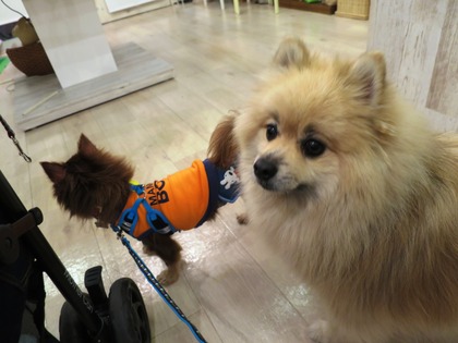 2014(H26)-11-23 ロビン18歳誕生会 (78)