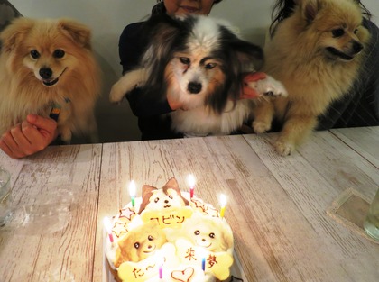 2014(H26)-11-23 ロビン18歳誕生会 (91)