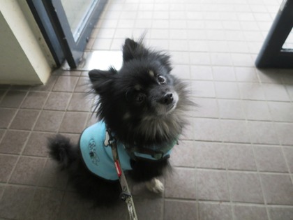 2018(H30)-1-17 お散歩行くよ (5)