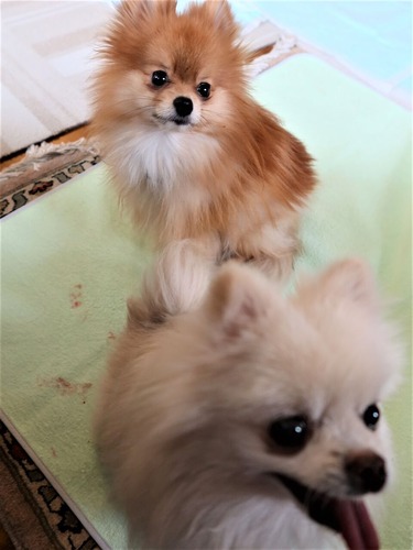 2021(R3)-2-15 苺love (14)