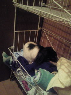 2015(H27)-12-28 バスケットが好き