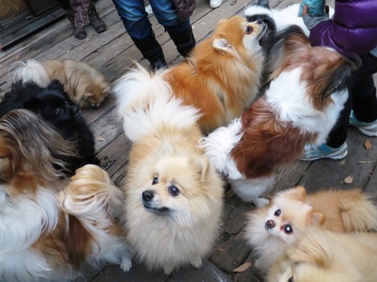 2013-12-8 田奈ラン(ケイトプチオフ会) (74)