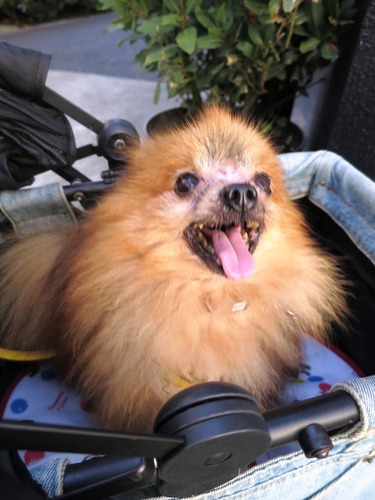 2016(H28)-8-31 ���ͤ��Ͻ� (13)