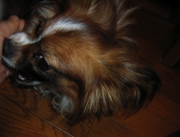 仮ママのお手て