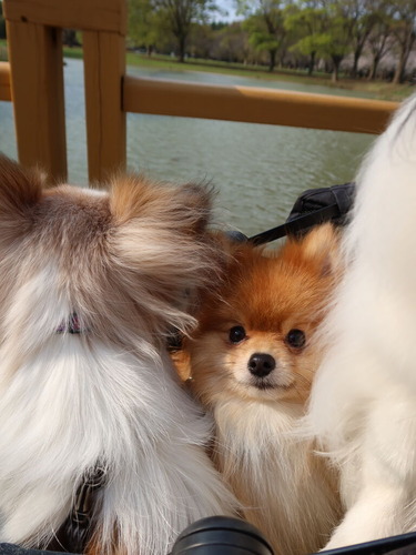 2021-3-26 代々木公園の桜 (33)