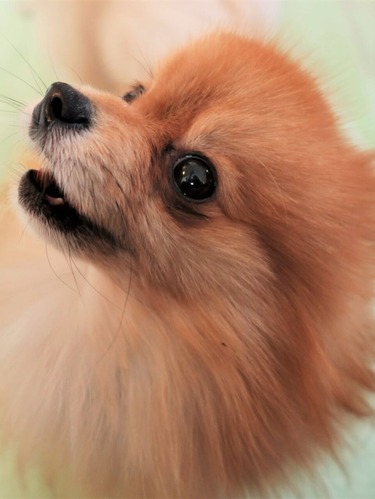 2021(R3)-2-15 苺love (6)