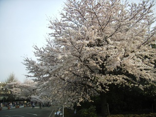桜横