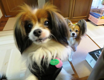 2014-3-14 オヤツはりんご (2)