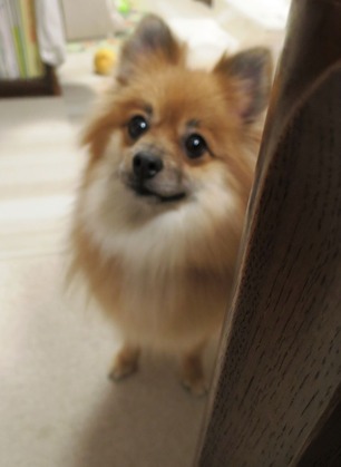 2018(H30)-12-24 ディアが生まれ変わった日 (17)