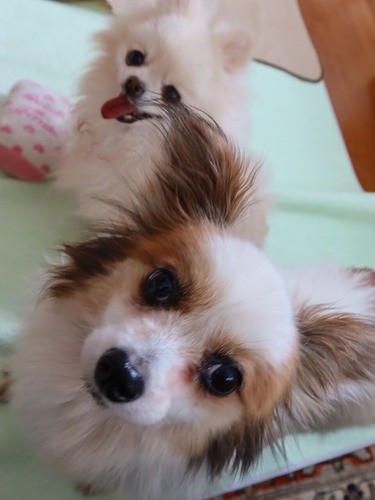 2021(R3)-5-6 ボニーも仲間入り (11)